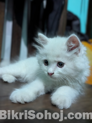 persian cat